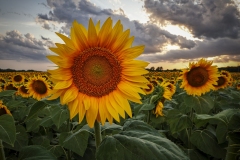 Sunflowers-8.2.22-9411 Sunflowers-8.2.22-9411