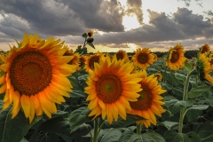 Sunflowers-8.2.22-9419 Sunflowers-8.2.22-9419
