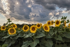 Sunflowers-8.3.23-4795 Sunflowers-8.3.23-4795