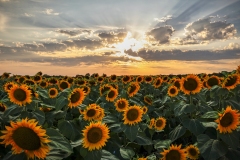 Sunflowers-8.5.22-0019
