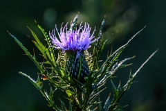 Thistle-8.20.22-0064 Thistle-8.20.22-0064