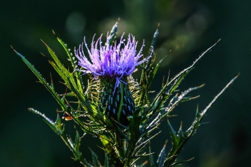 Thistle-8.20.22-0064