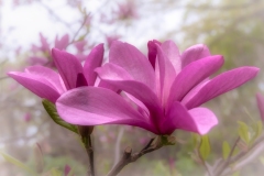 Tulip-Bloom-5.11.23-4125 Tulip-Bloom-5.11.23-4125