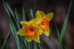 Yellow-Daffodils-5.29.22-1595