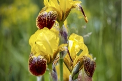 Yellow-Iris-6.10.22-3008