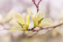Yellow-Magnolia-5.11.23-4096