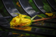 Yellow-Rose-on-bench-8.27.22-0855 Yellow-Rose-on-bench-8.27.22-0855