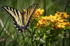 Yellow-Swallowtail-3.17.22-3788