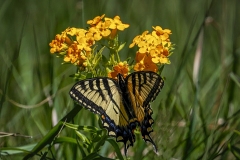 Yellow-Swallowtail-6.17.22-3765