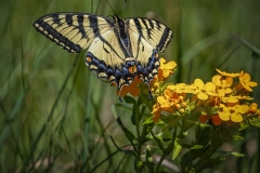 Yellow-Swallowtail-6.17.22-3792