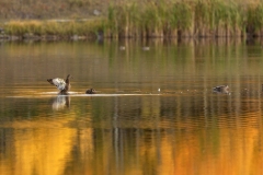 On-Golden-Pond-9.30.25-4689