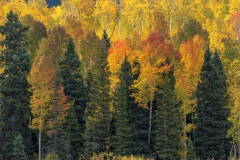 Fall-Foliage-9.30.25-4608