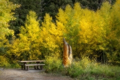 Stump-9.27.25-9220