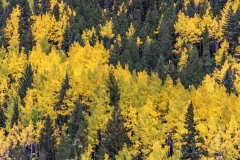 Trees-9.27.25-9283