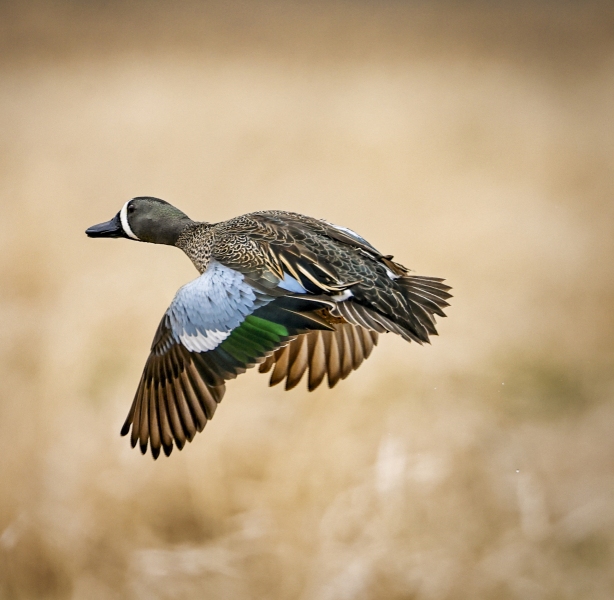 Blue-Winged-Teal-4.30.22-9755