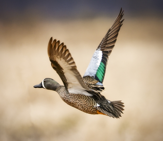 Blue-Winged-Teal-4.30.22-9756