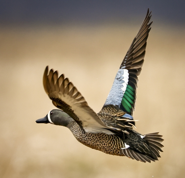 Blue-winged-teal-duck-4.30.22-9754
