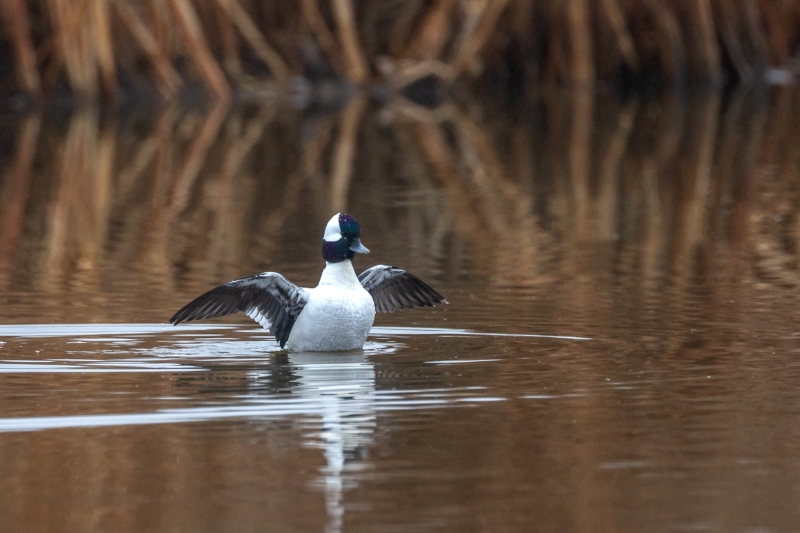 Buffle-Head-4.4.26-2534