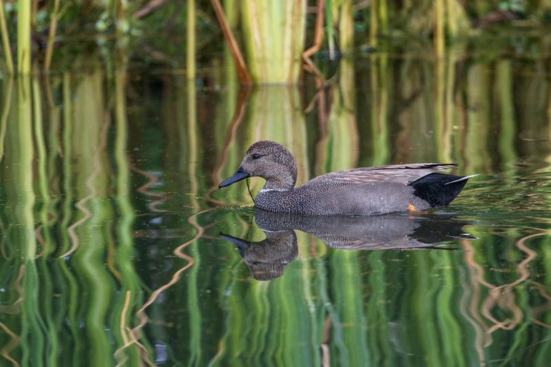 Gadwell-3.9.26-4608-scaled