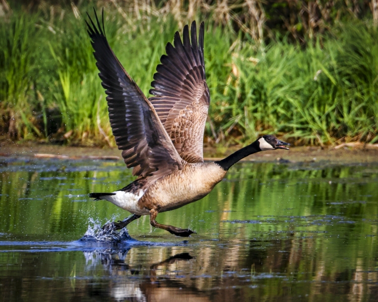 Goose-5.23.22-0085
