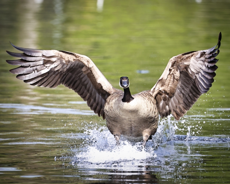 Goose-5.30.22-2441