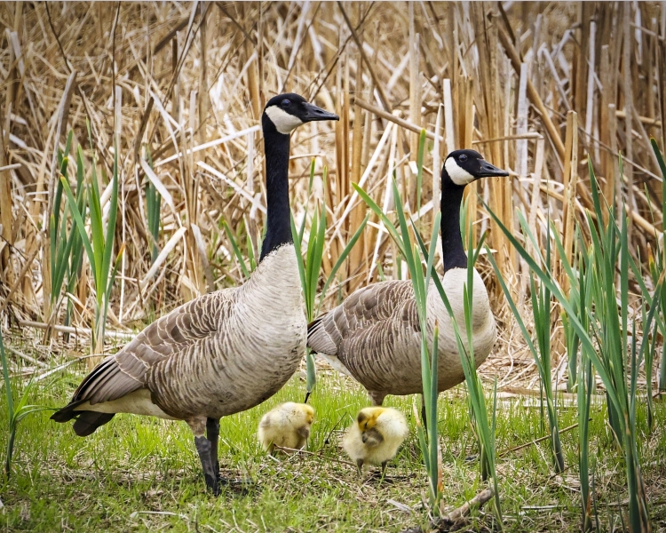 Goose-Family-5.21.22-9742