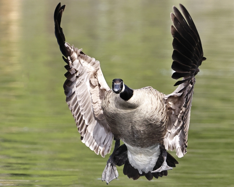 Goose-landing