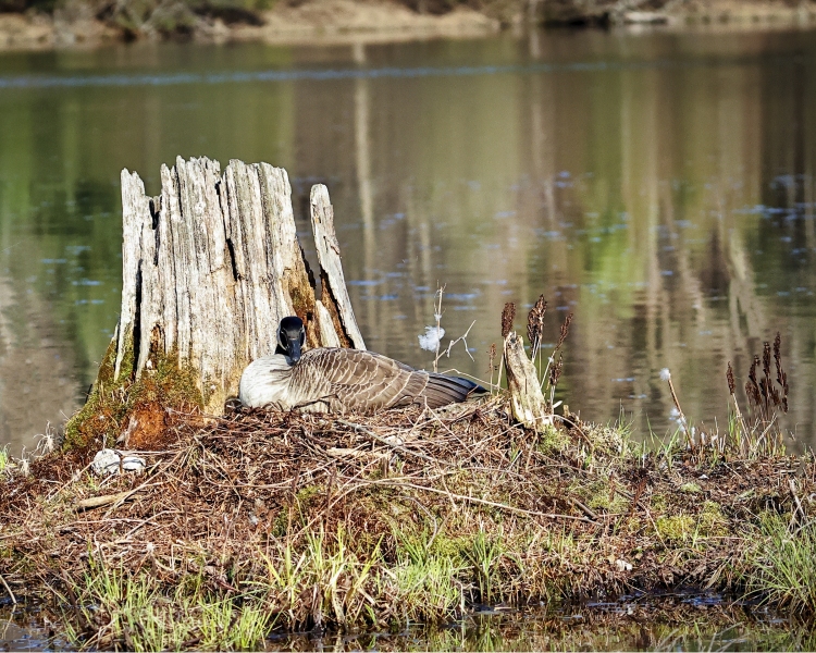 Goose-on-nest-5.4.22-0591