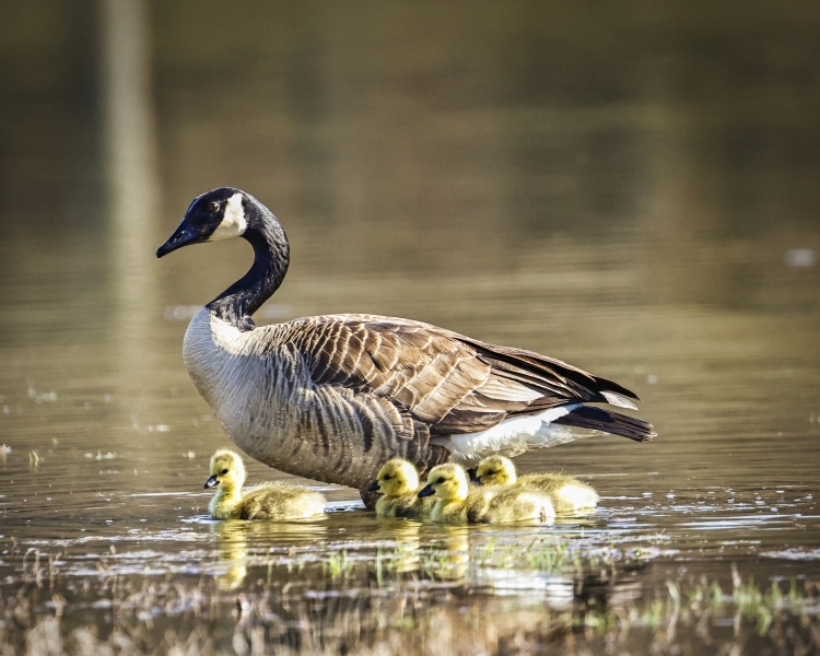Goslings-5.6.22-0950