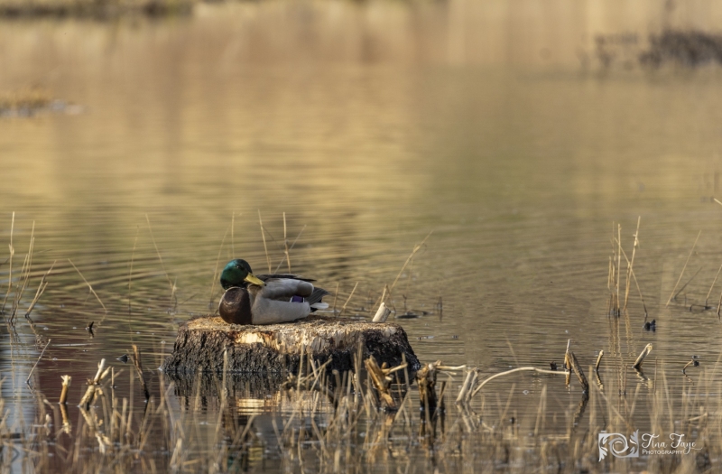 Mallard-4.22.20