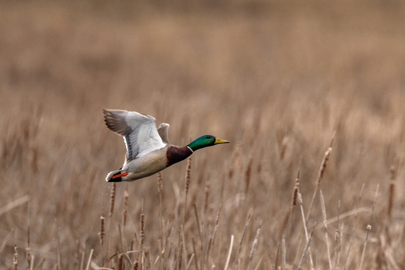 Mallard-4.3.26-2439