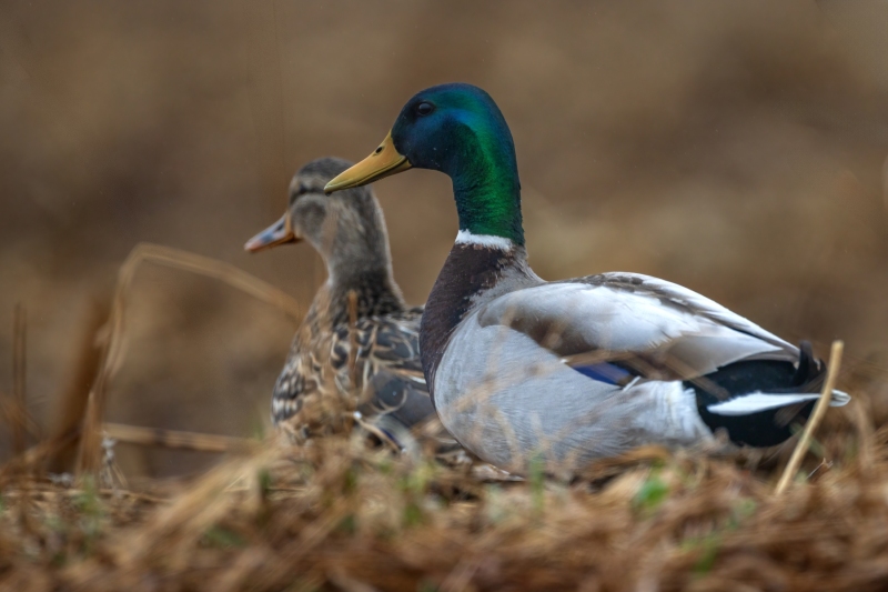 Mallard-4.4.26-2522