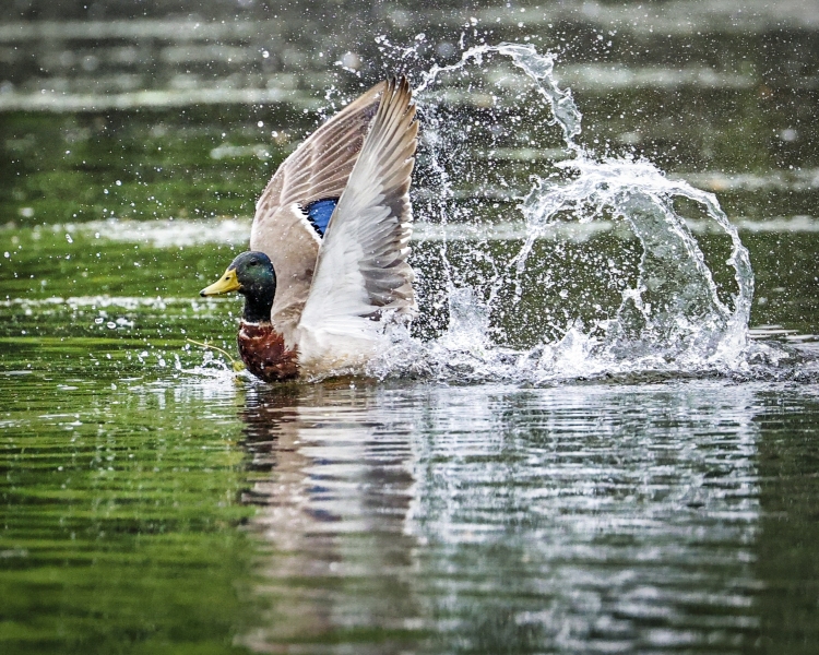 Mallard-Duck-5.29.22-2013