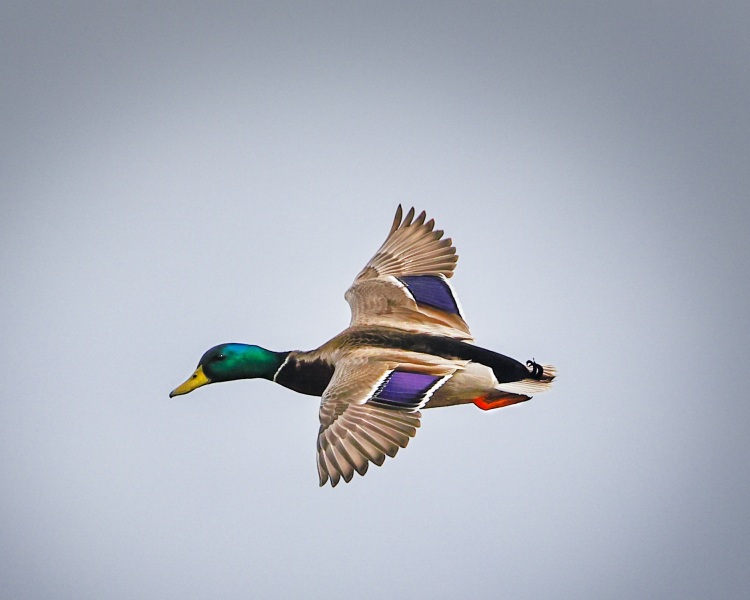 Mallard-in-flight