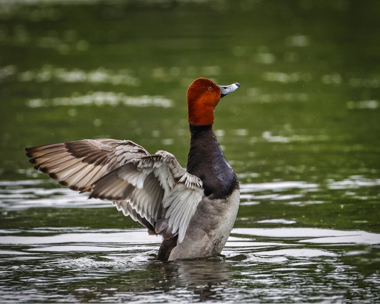 Red-Head