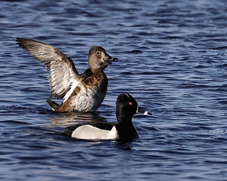 Ring-necked-duck-5.7.22-1134