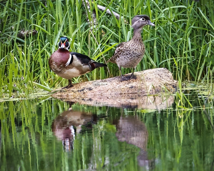 Wood-duck-pair