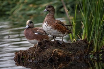 American-Widgeons-3.9.26-4823