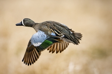 Blue-Winged-Teal-4.30.22-9755
