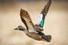 Blue-Winged-Teal-4.30.22-9756 Blue-Winged-Teal-4.30.22-9756