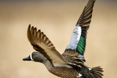 Blue-winged-teal-duck-4.30.22-9754 Blue-winged-teal-duck-4.30.22-9754