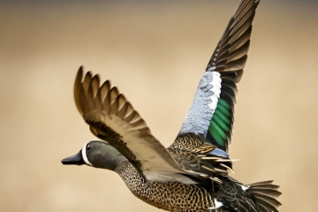 Blue-winged-teal-duck-4.30.22-9754