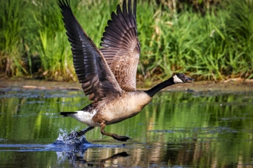 Goose-5.23.22-0085