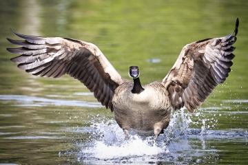 Goose-5.30.22-2441