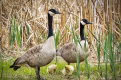 Goose-Family-5.21.22-9742 Goose-Family-5.21.22-9742