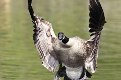 Goose-landing
