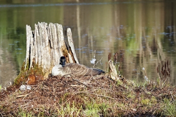 Goose-on-nest-5.4.22-0591