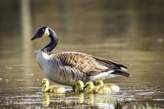 Goslings-5.6.22-0950 Goslings-5.6.22-0950