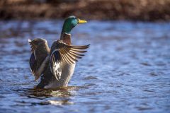 Mallard-3.21.26-5766-scaled Mallard-3.21.26-5766-scaled
