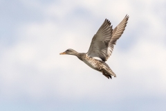 Mallard-Duck-5.25.24-5483 Mallard-Duck-5.25.24-5483